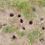 Signs Of Vole Holes In Yard