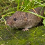 Voles In Yard