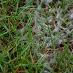 Snow Mold