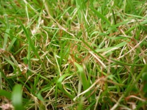 Controlling Red Thread Lawns