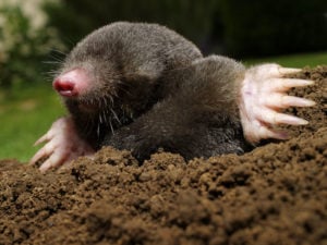Lawn Mole