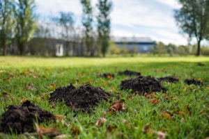 Molehills In Lawn