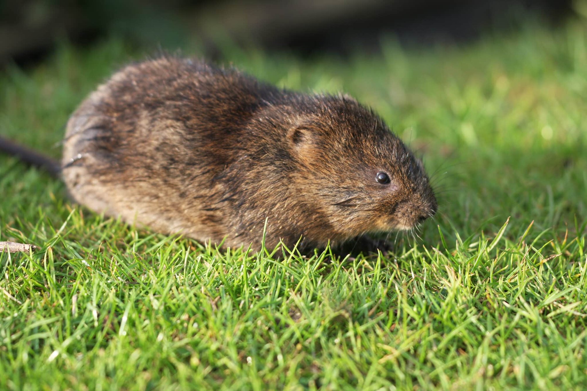 vole-scaled
