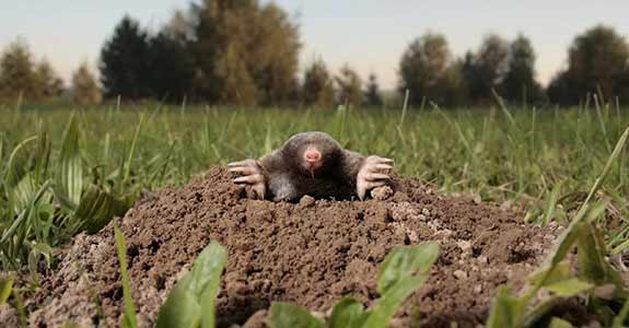 How-to-get-rid-of-moles-in-yard