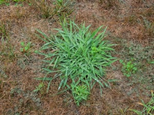 Clover Weed